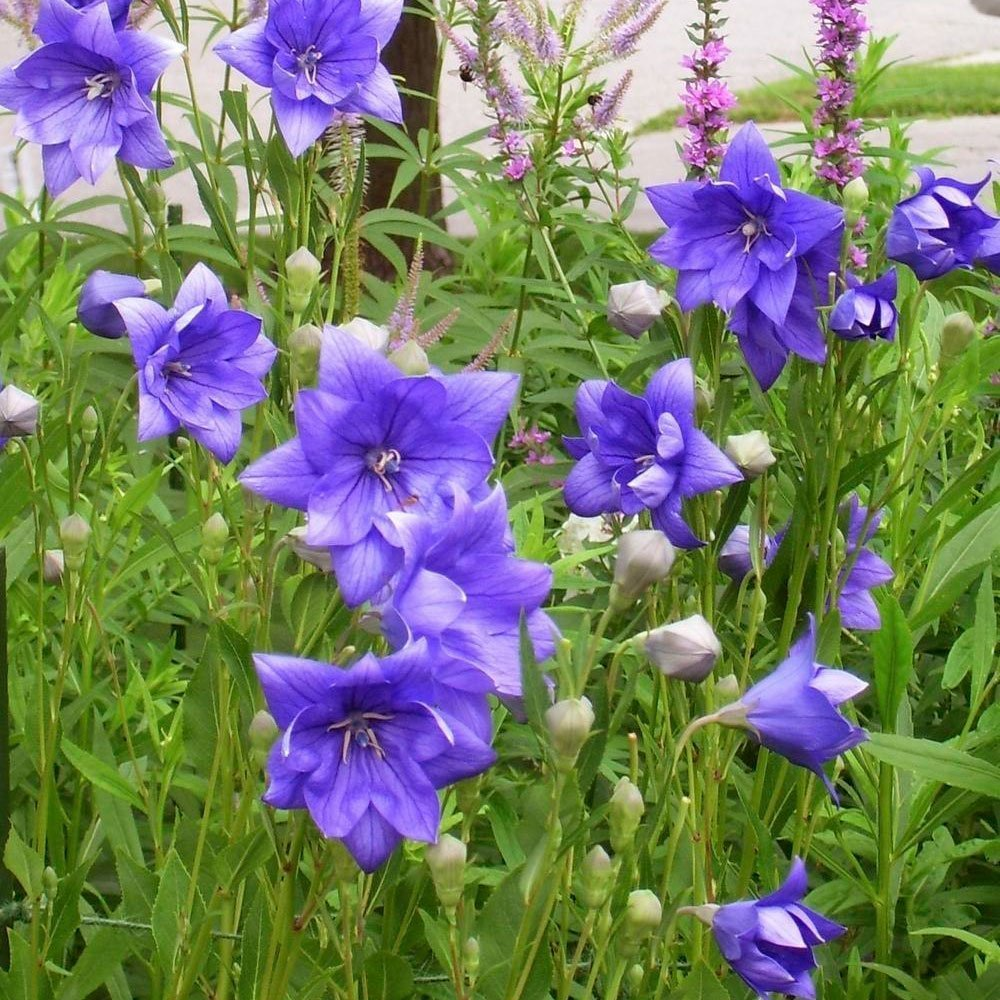 Превью изображения