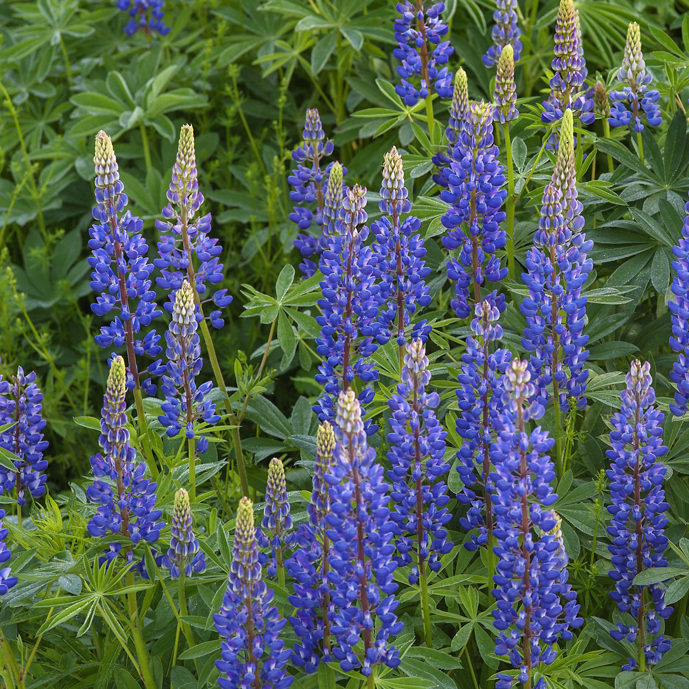 Превью изображения