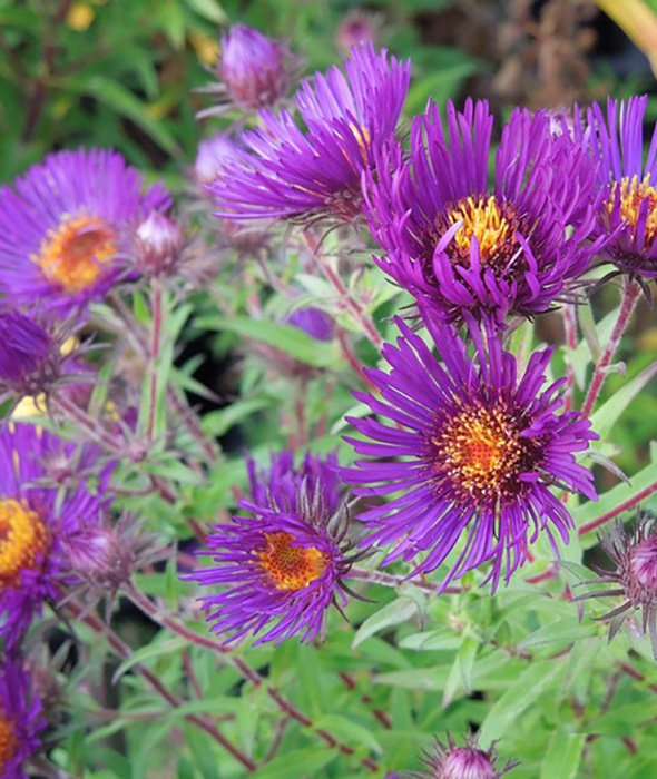 Превью изображения