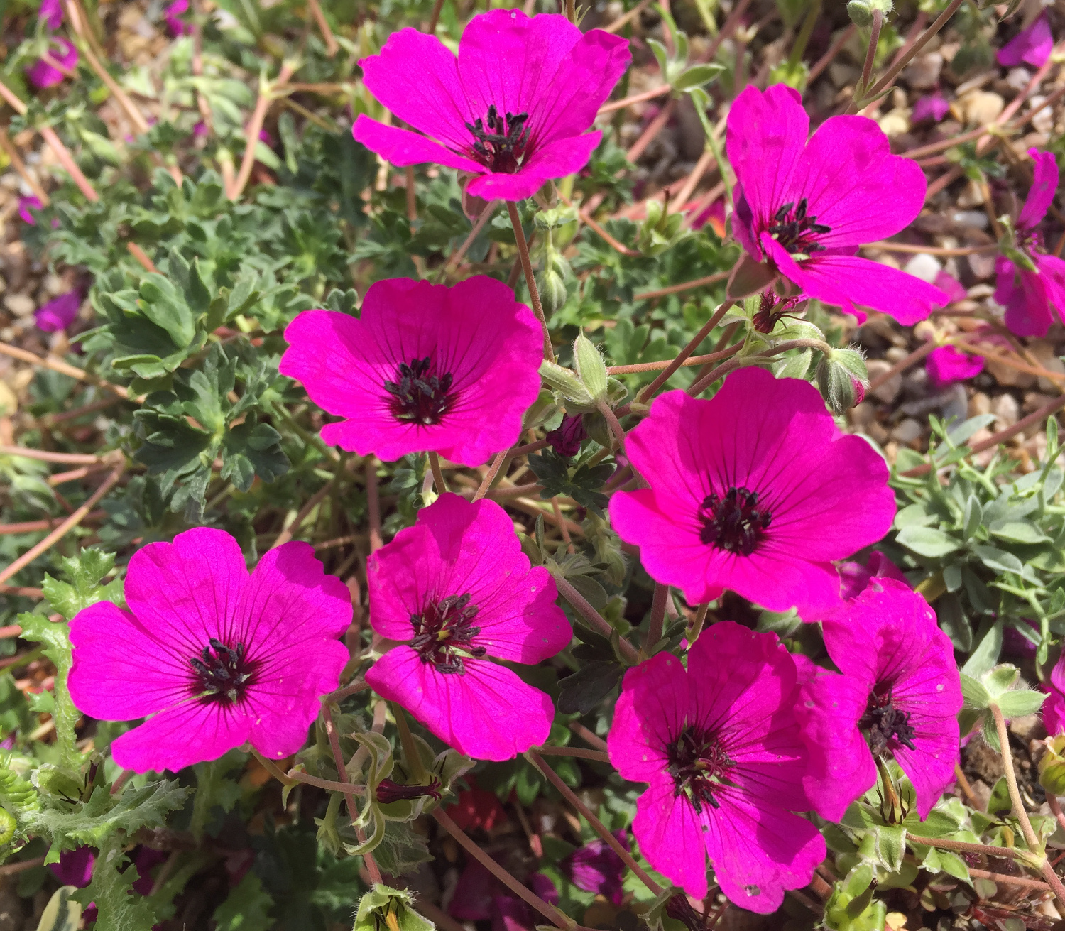 Превью изображения