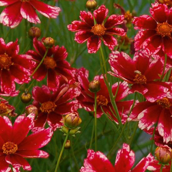 Превью изображения