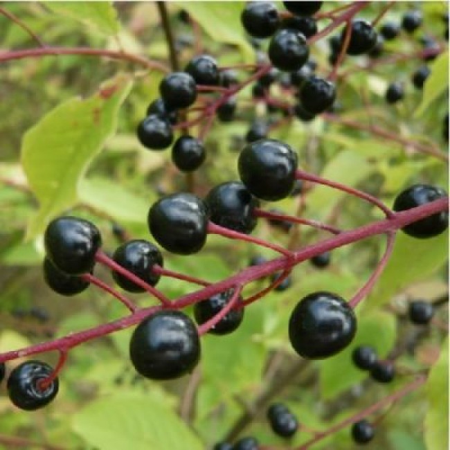 Превью изображения