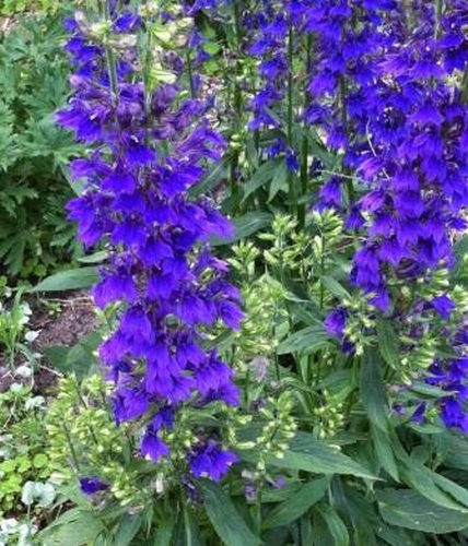 Превью изображения