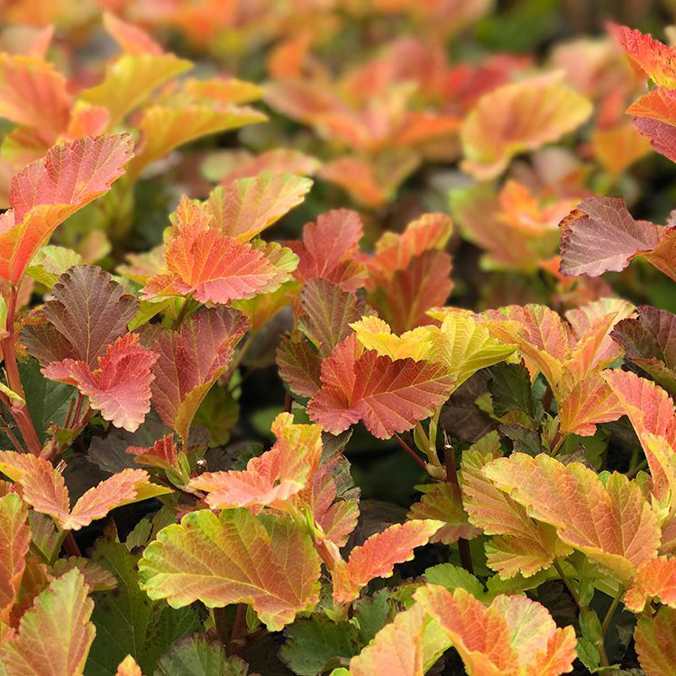 Превью изображения