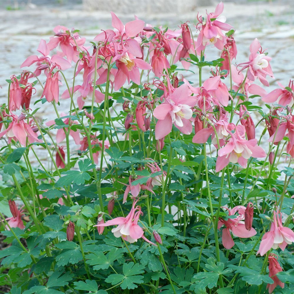 Превью изображения