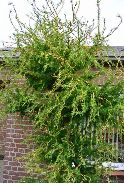 Превью изображения