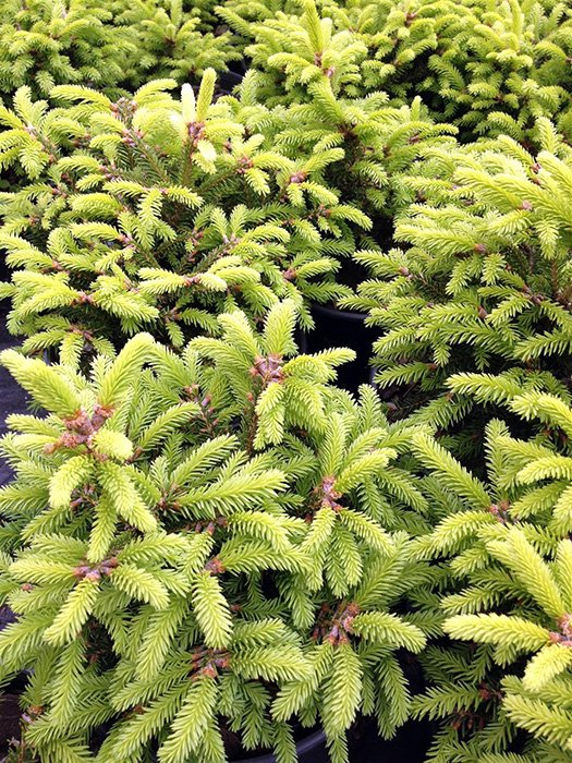 Превью изображения