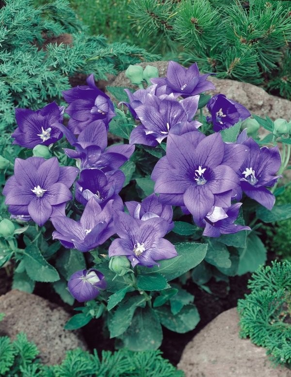 Превью изображения