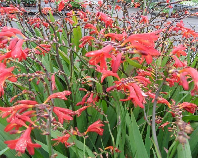 Превью изображения