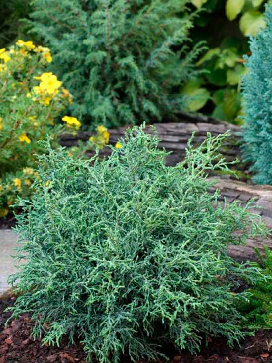 Превью изображения