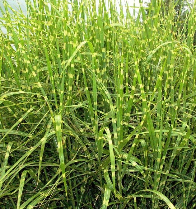 Превью изображения