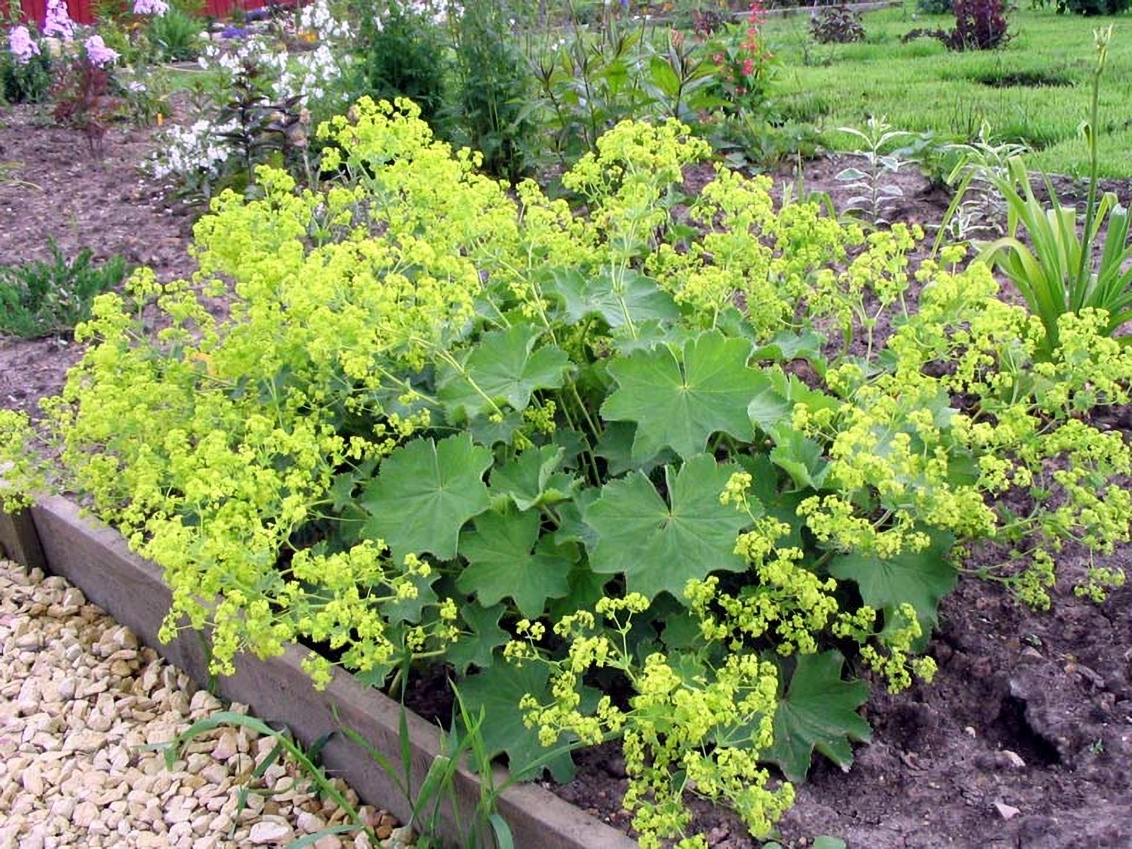 Превью изображения