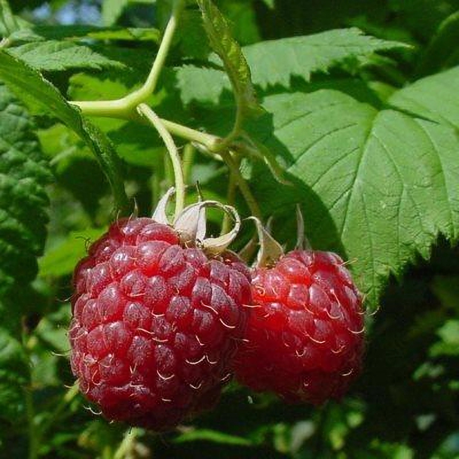 Превью изображения