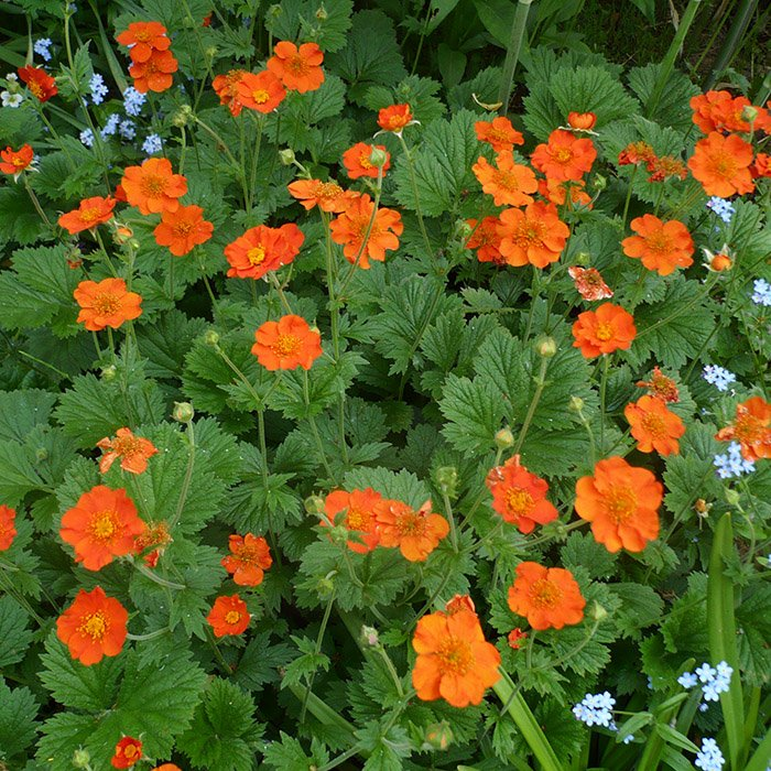 Превью изображения