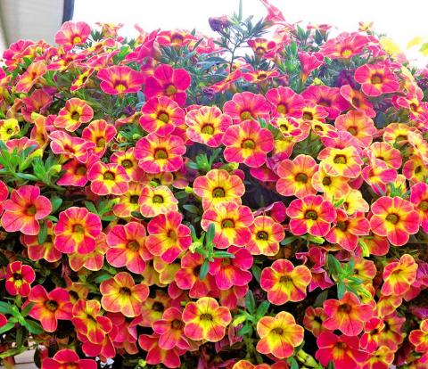 Превью изображения