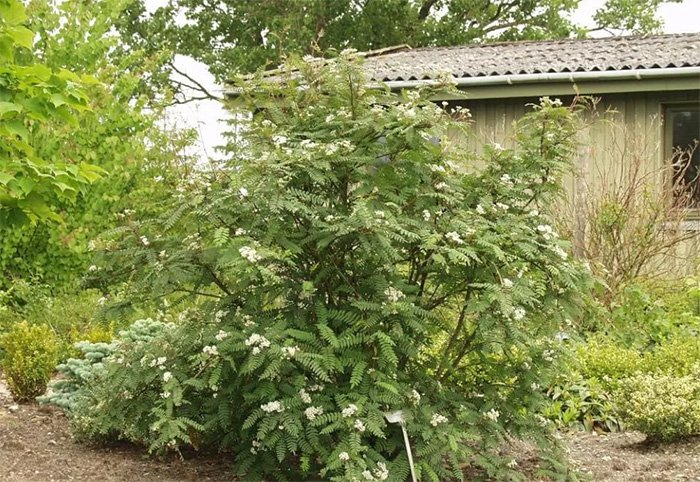 Превью изображения