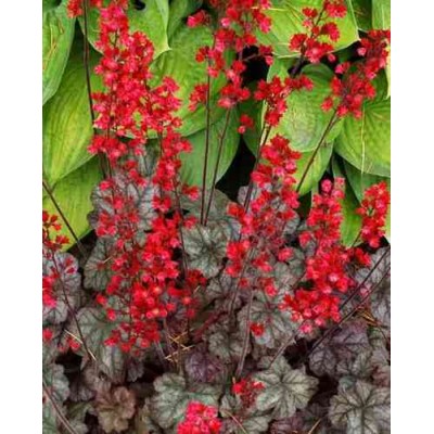 Превью изображения