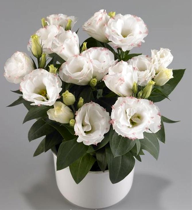 Превью изображения