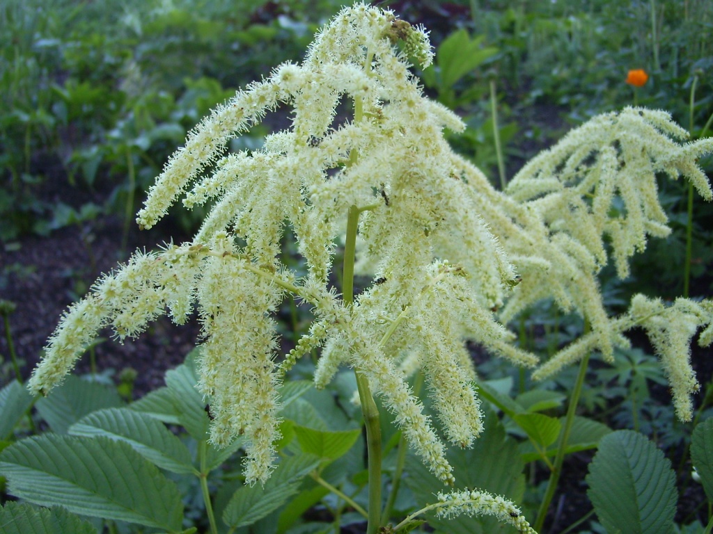 Превью изображения