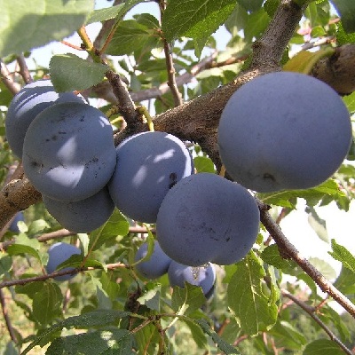 Превью изображения