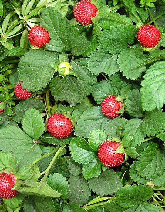 Превью изображения