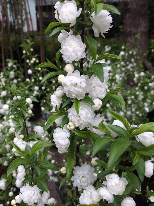 Превью изображения