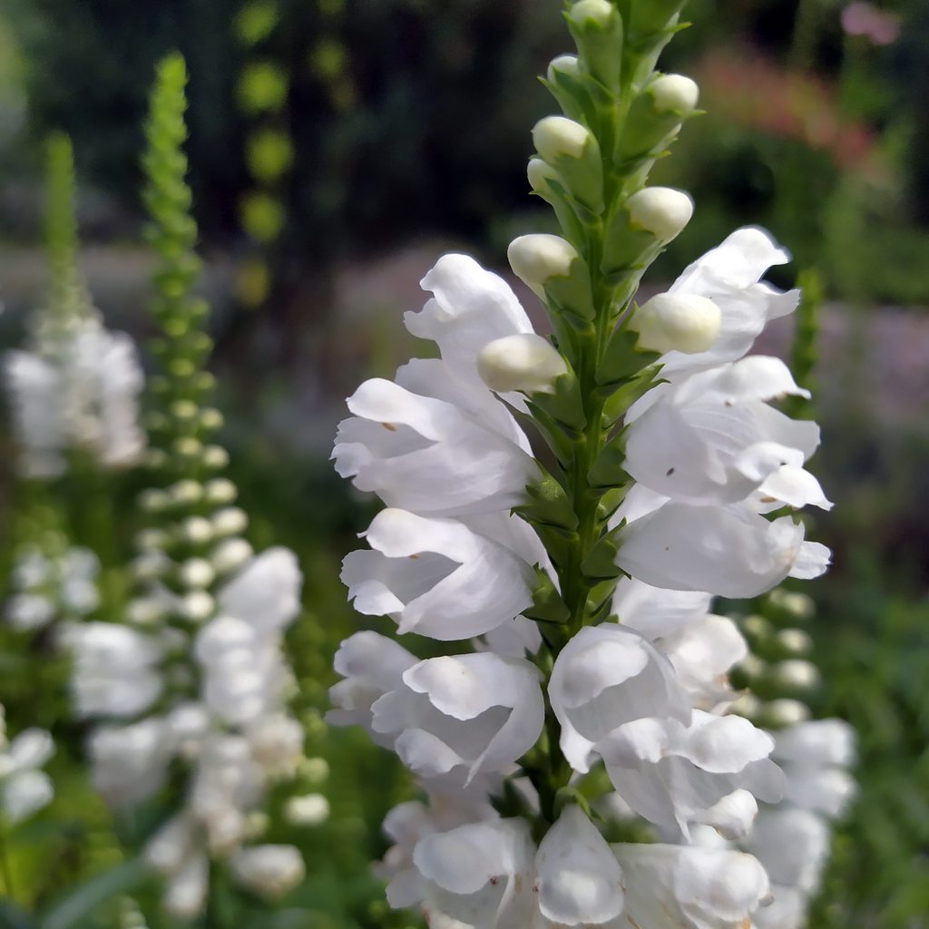 Превью изображения