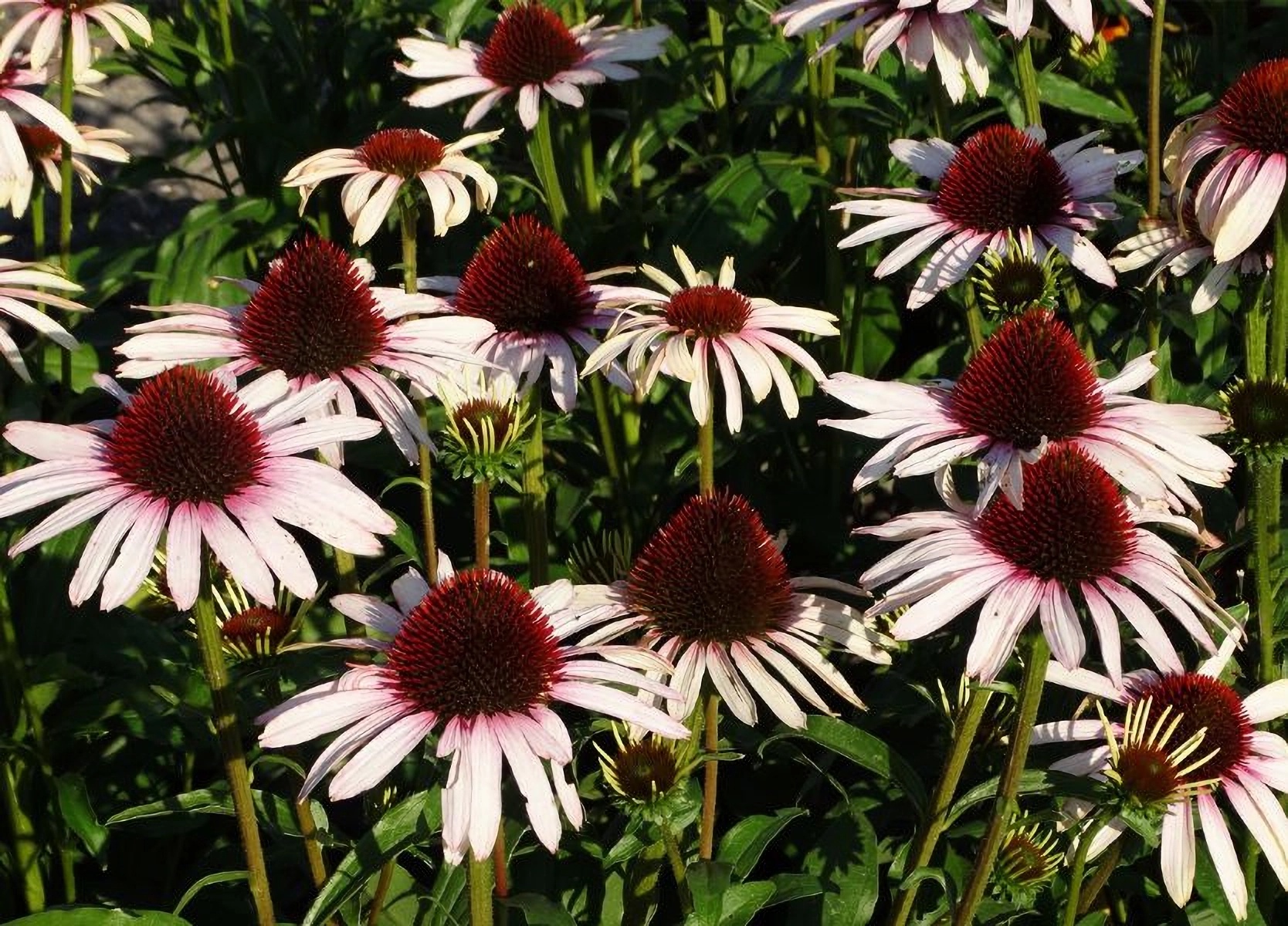 Превью изображения