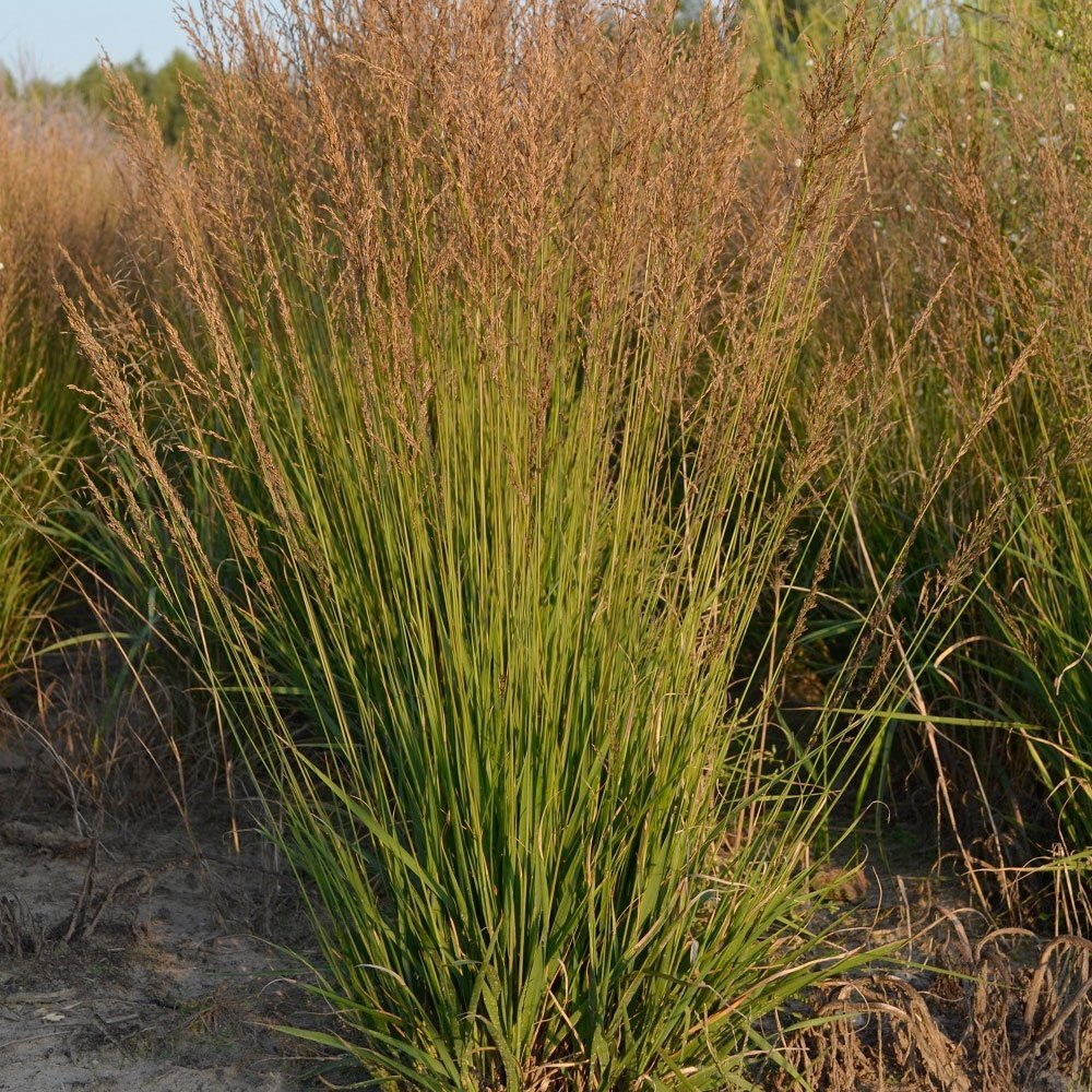 Превью изображения