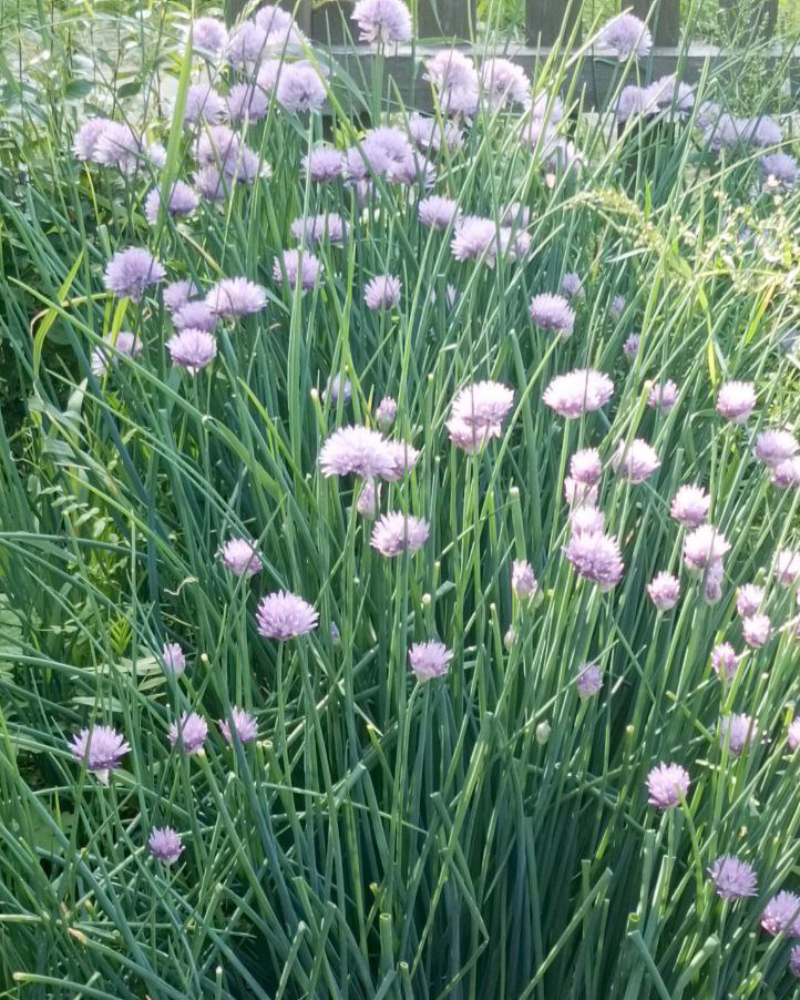 Превью изображения