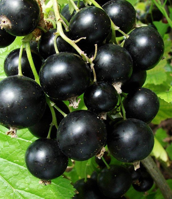 Превью изображения