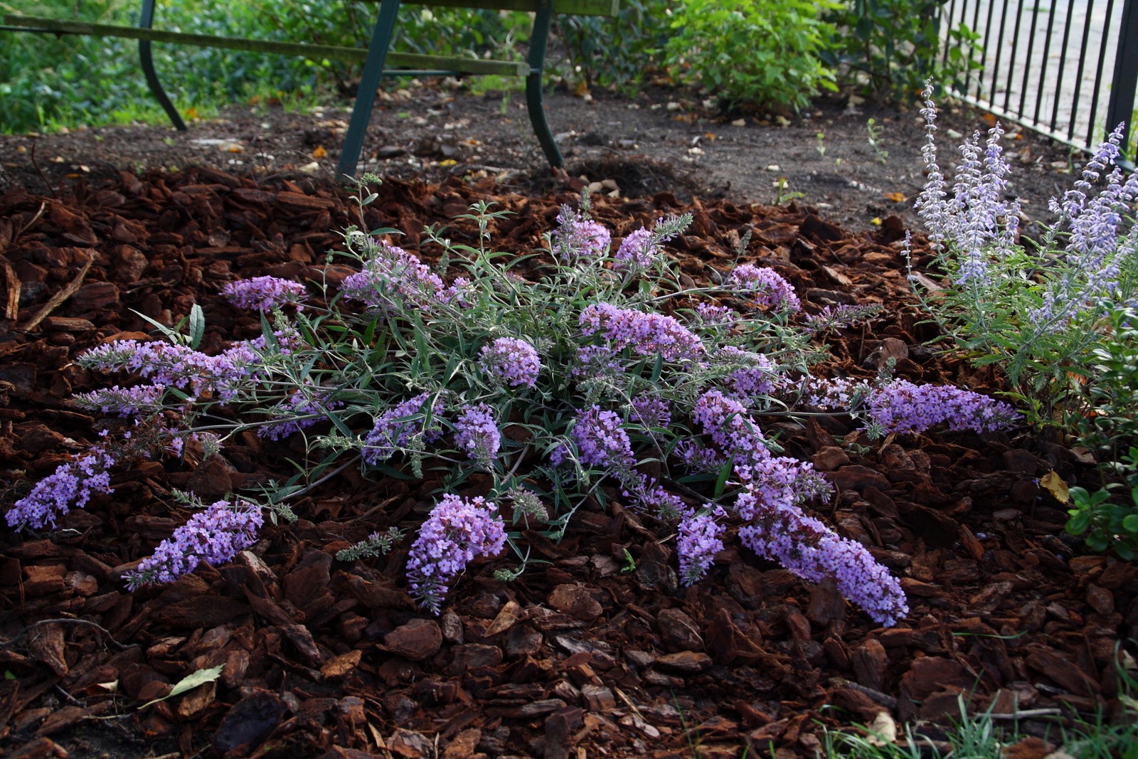 Превью изображения