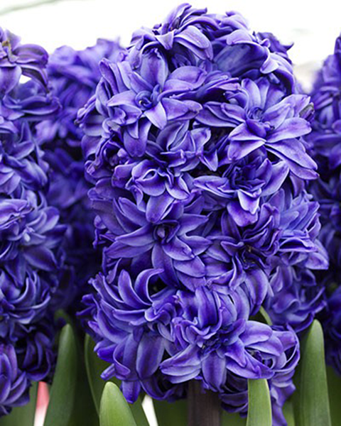 Превью изображения