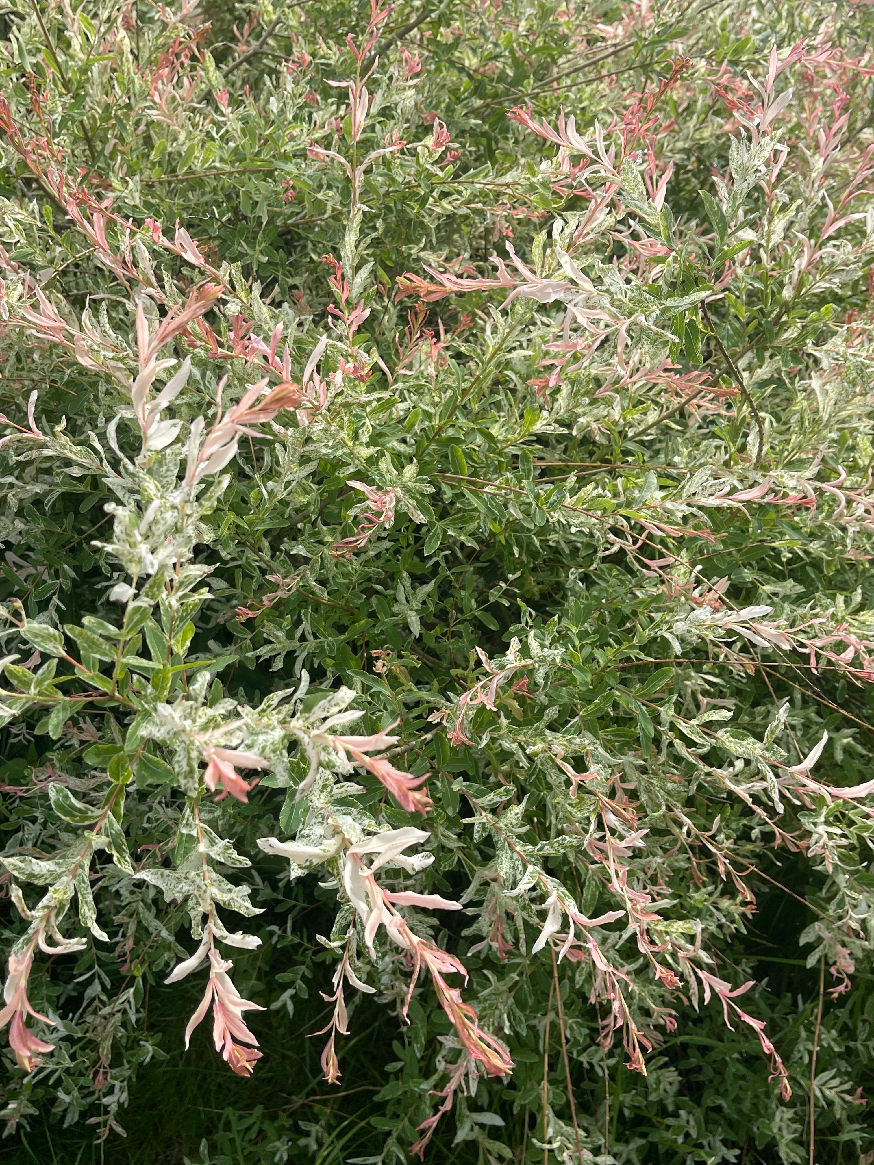 Превью изображения