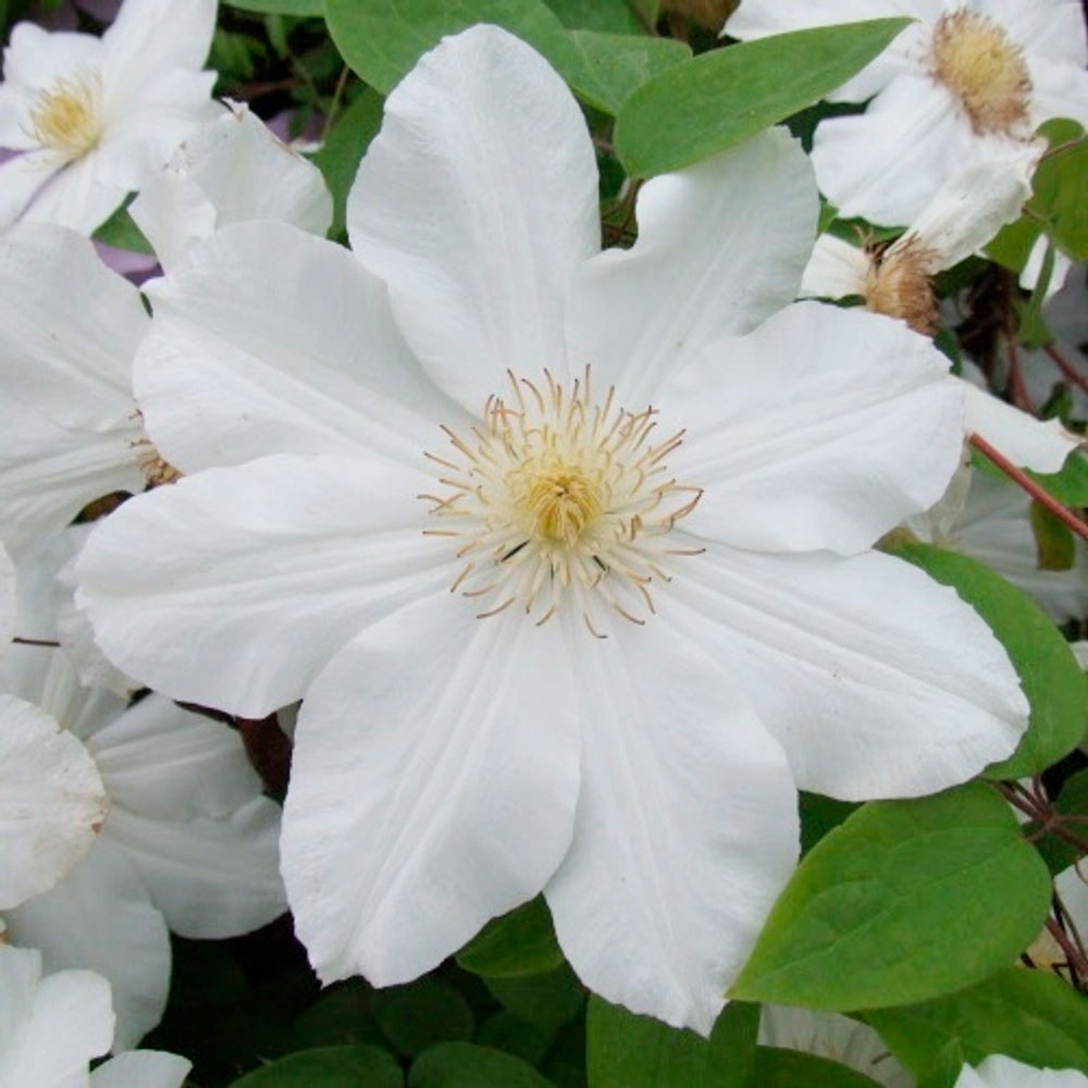 Превью изображения