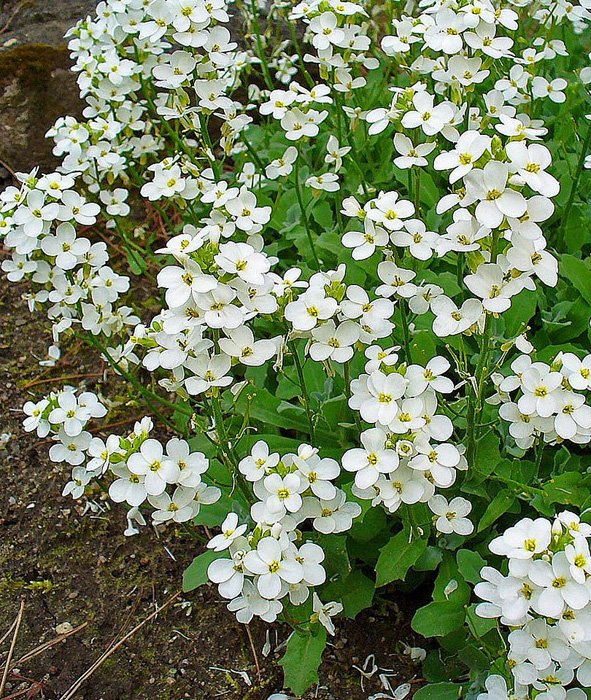 Превью изображения