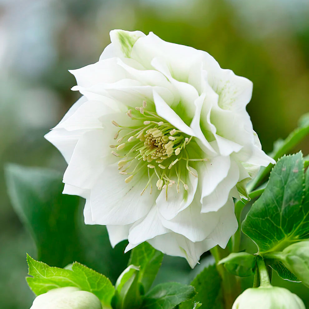 Превью изображения