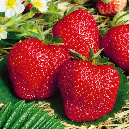 Превью изображения