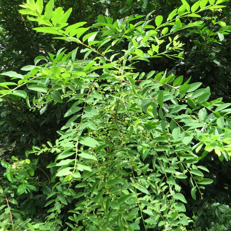 Превью изображения