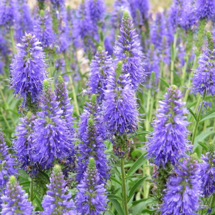 Превью изображения