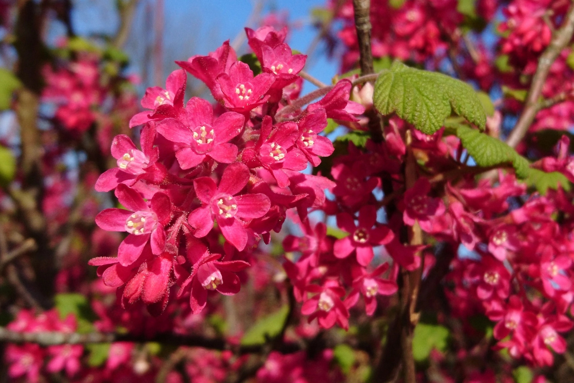 Превью изображения