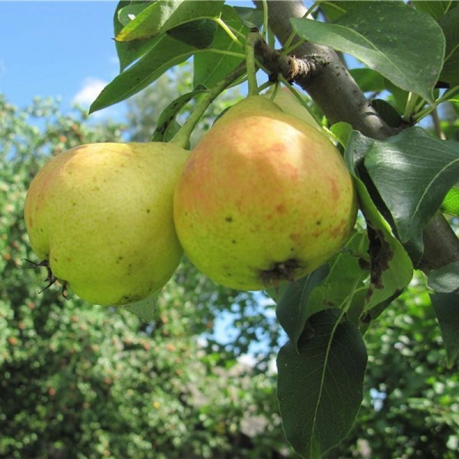 Превью изображения