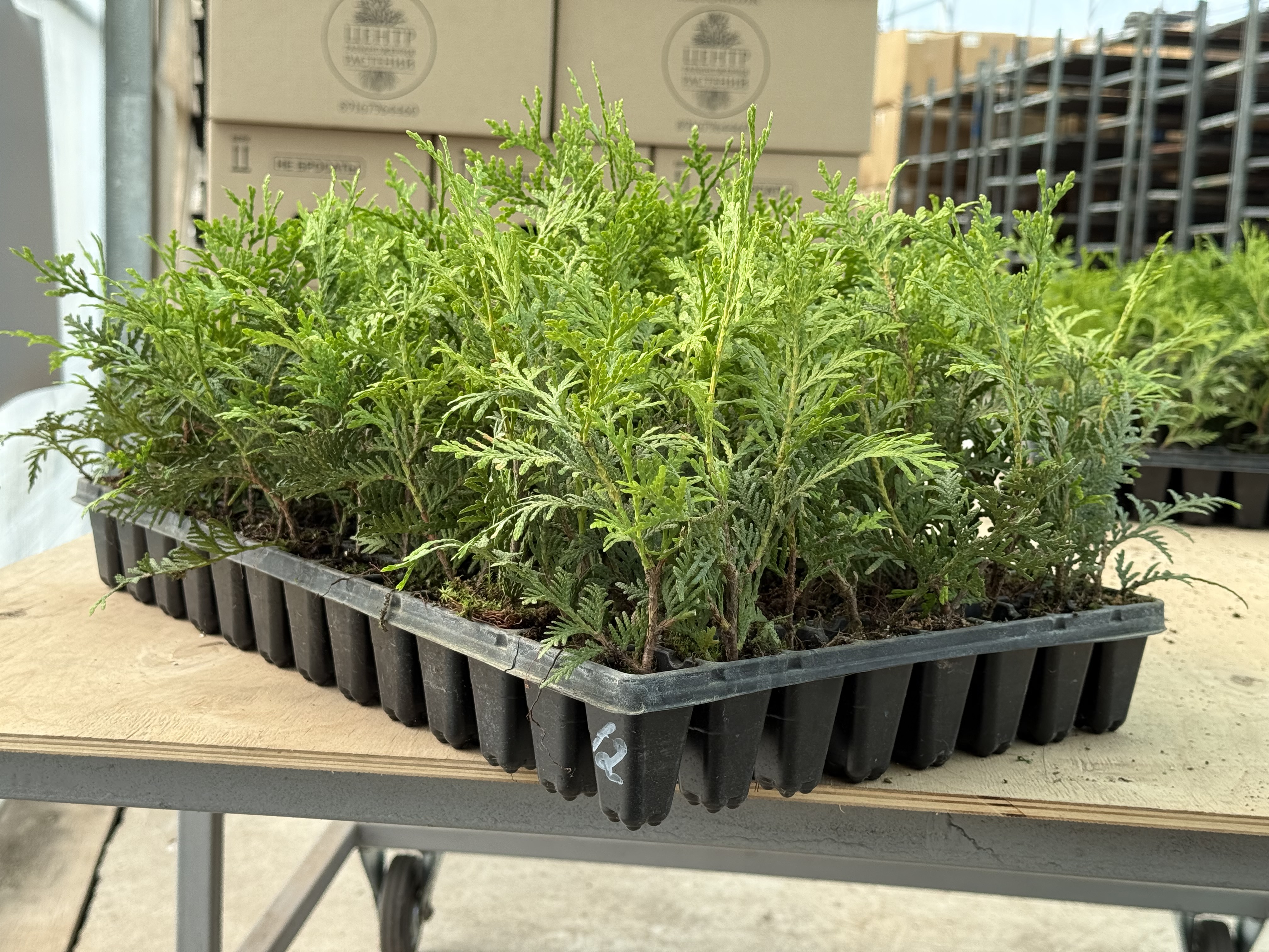 Превью изображения