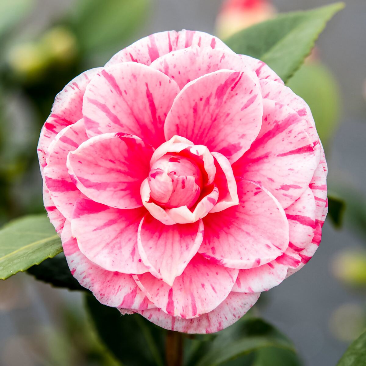 Превью изображения