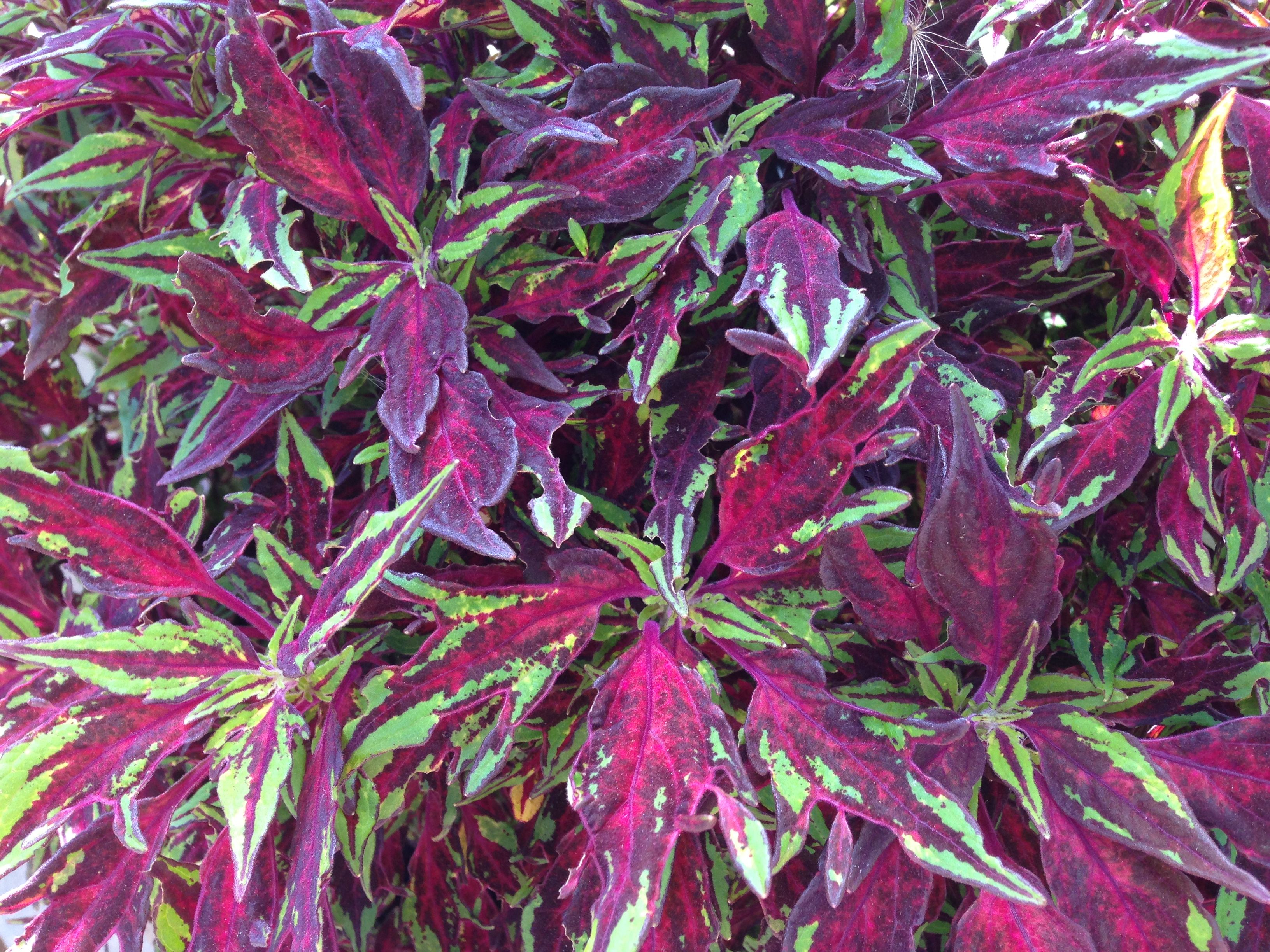 Превью изображения