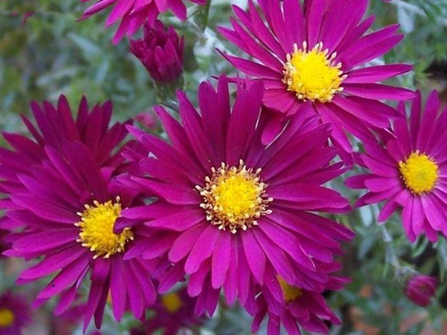 Превью изображения