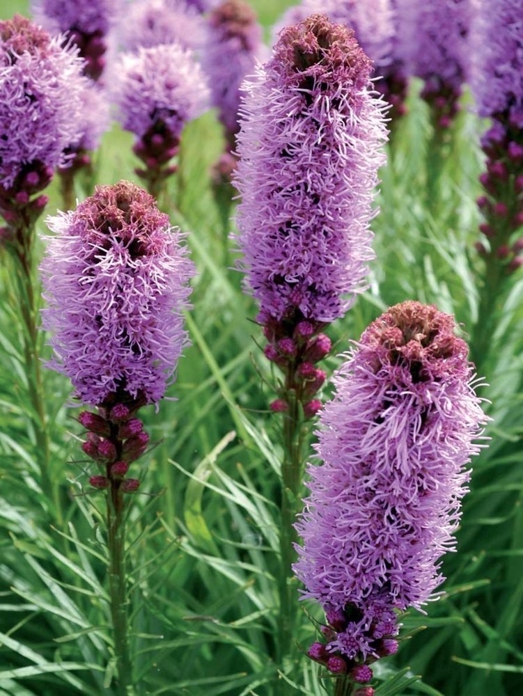 Превью изображения