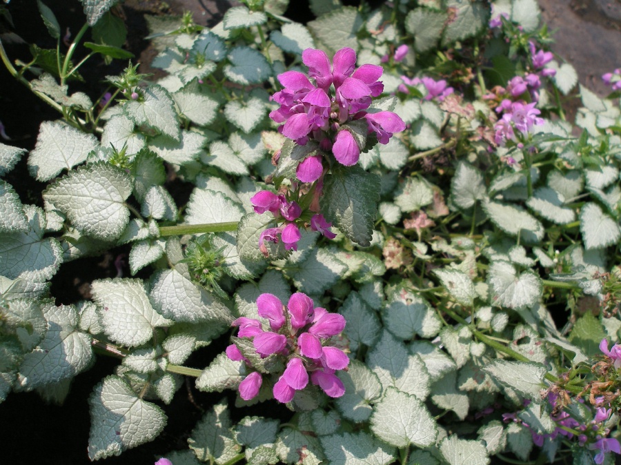 Превью изображения