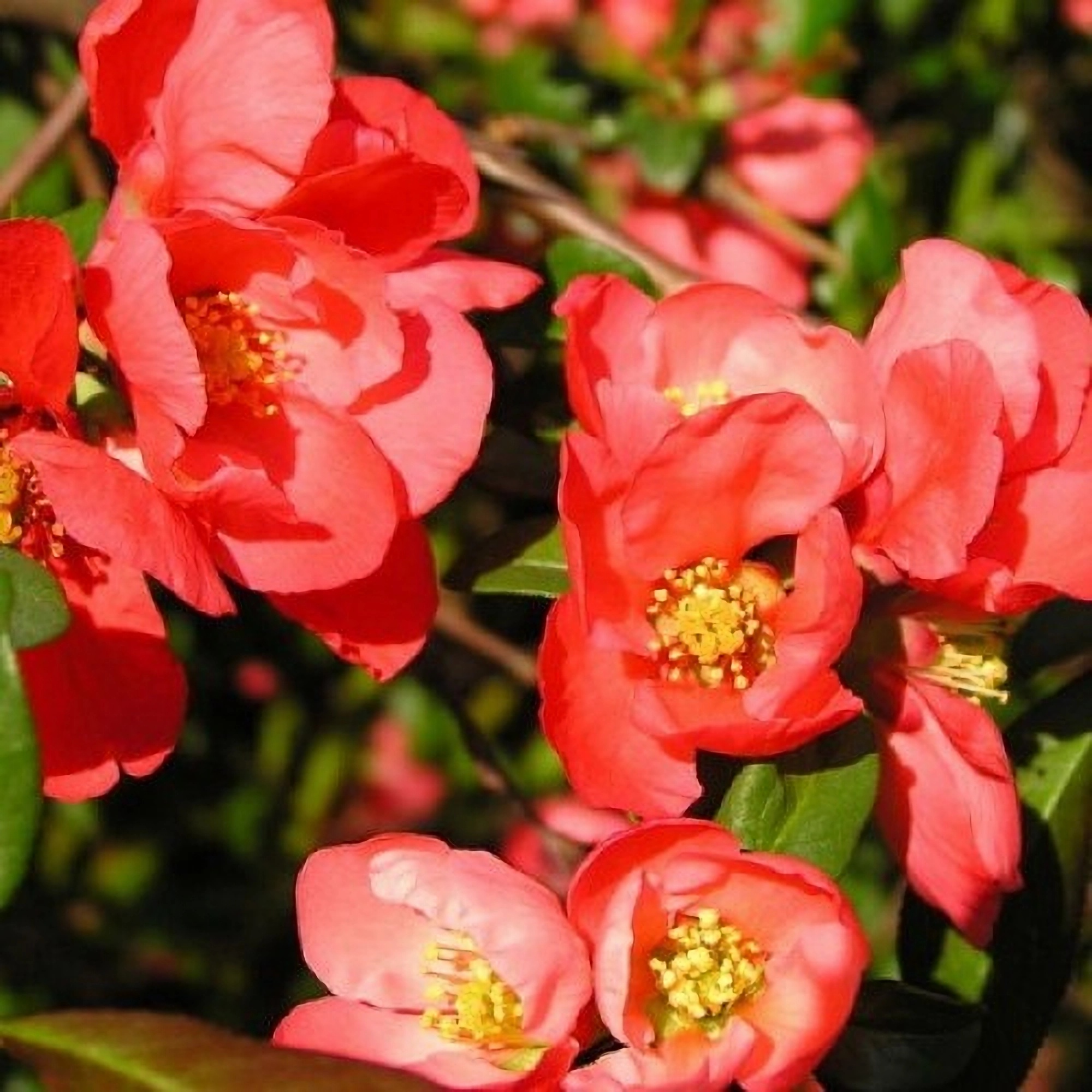 Превью изображения