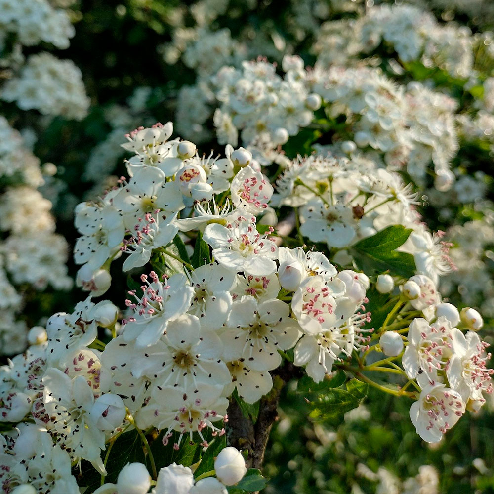 Превью изображения